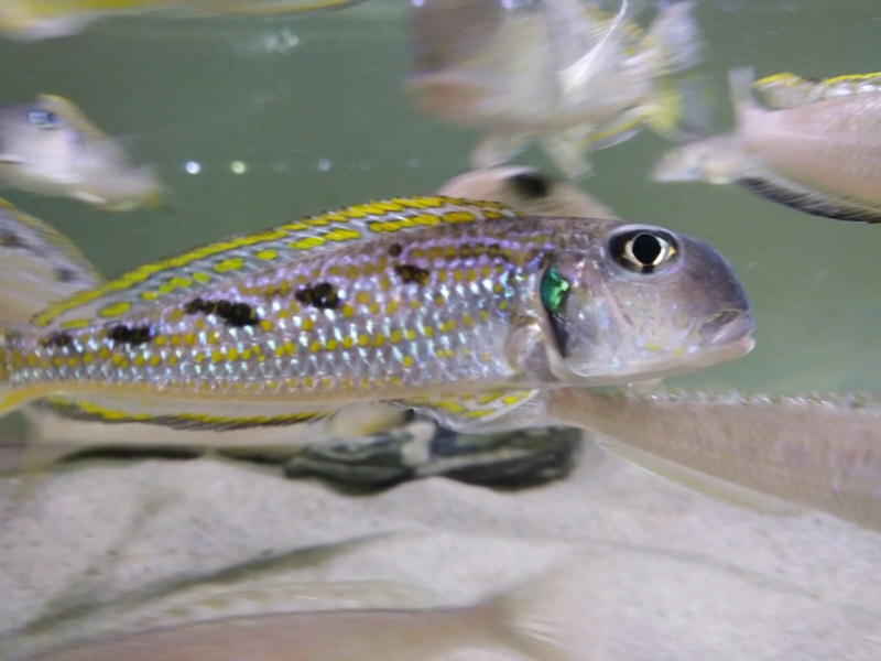 Xenotilapia singularis 'Kerenge Island'